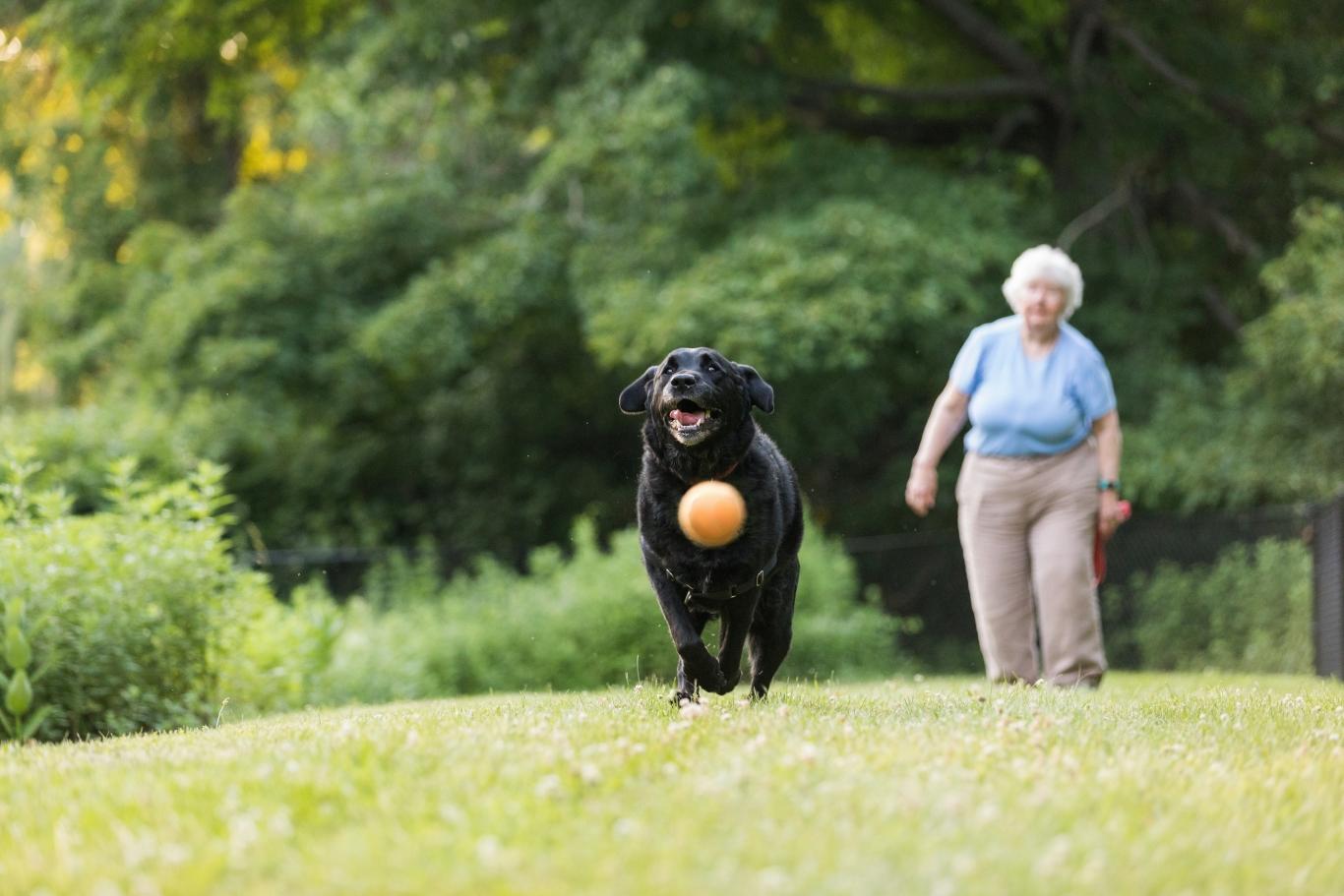 Senior woman playing with dog