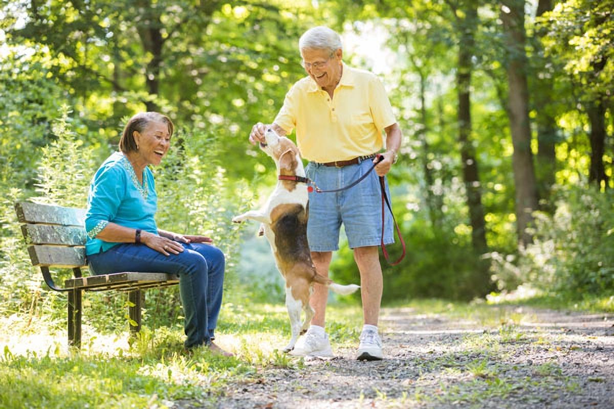 A senior couple are walking their beagle in the park