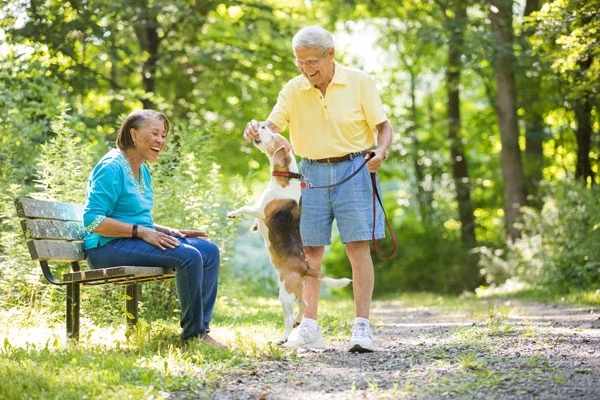 Senior man and woman playing with Beagle in a park