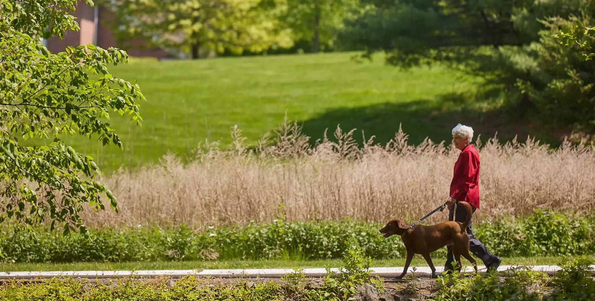 Senior woman walking dog