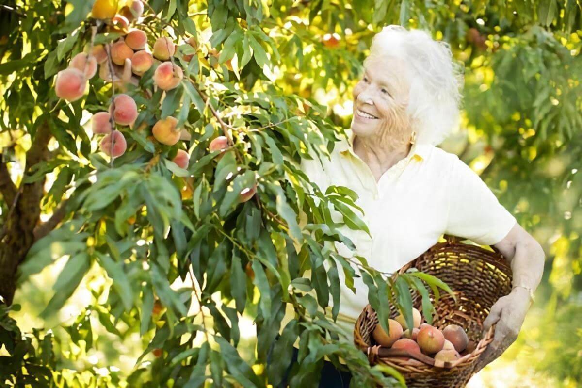 A senior woman picking peaches and placing them in a wicker basket