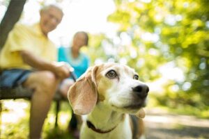 An up close photo of a Beagle with two seniors on a park bench in the background
