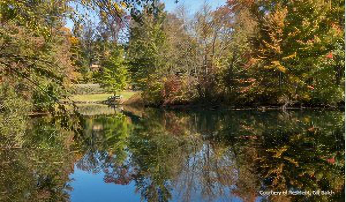 Image of the leaves changing color in Autumn in Connecticut