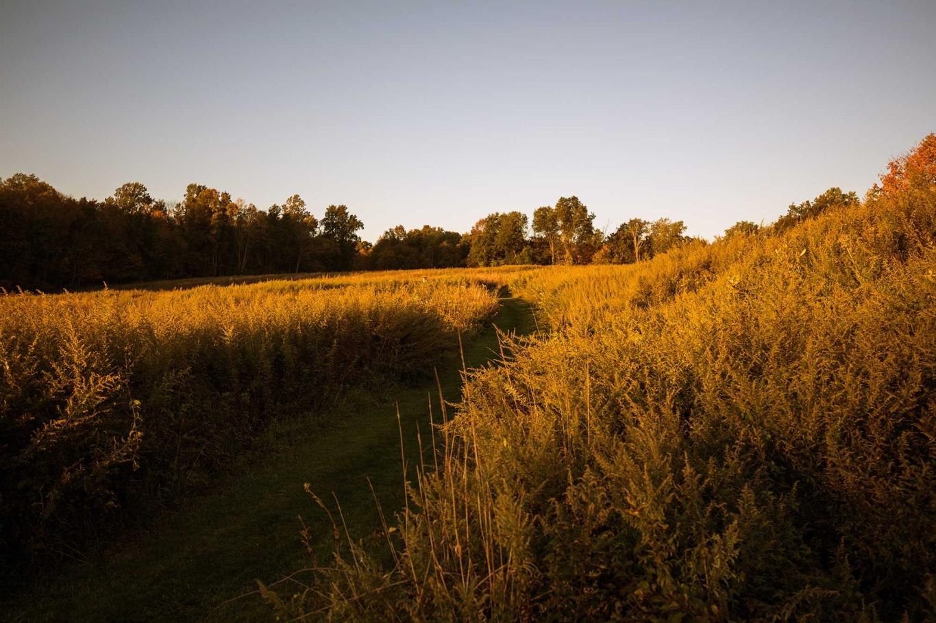 Meadow Ridge walking path