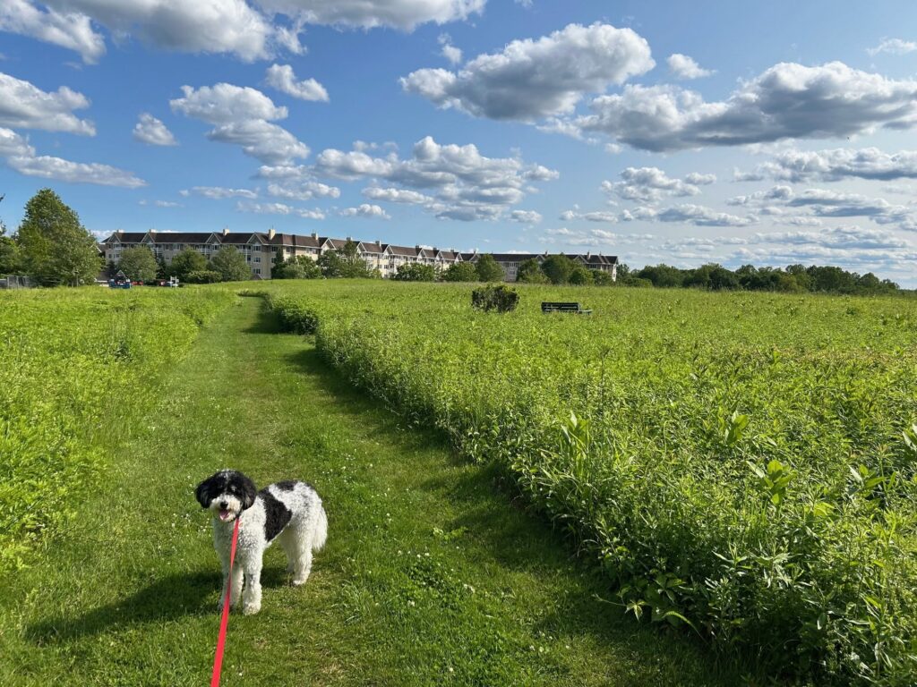 Leo, resident Doug D.’s dog, walks along a grassy path through the Meadow Ridge meadows on a sunny day.