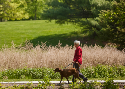 woman walking a dog at Meadow Ridge CCRC