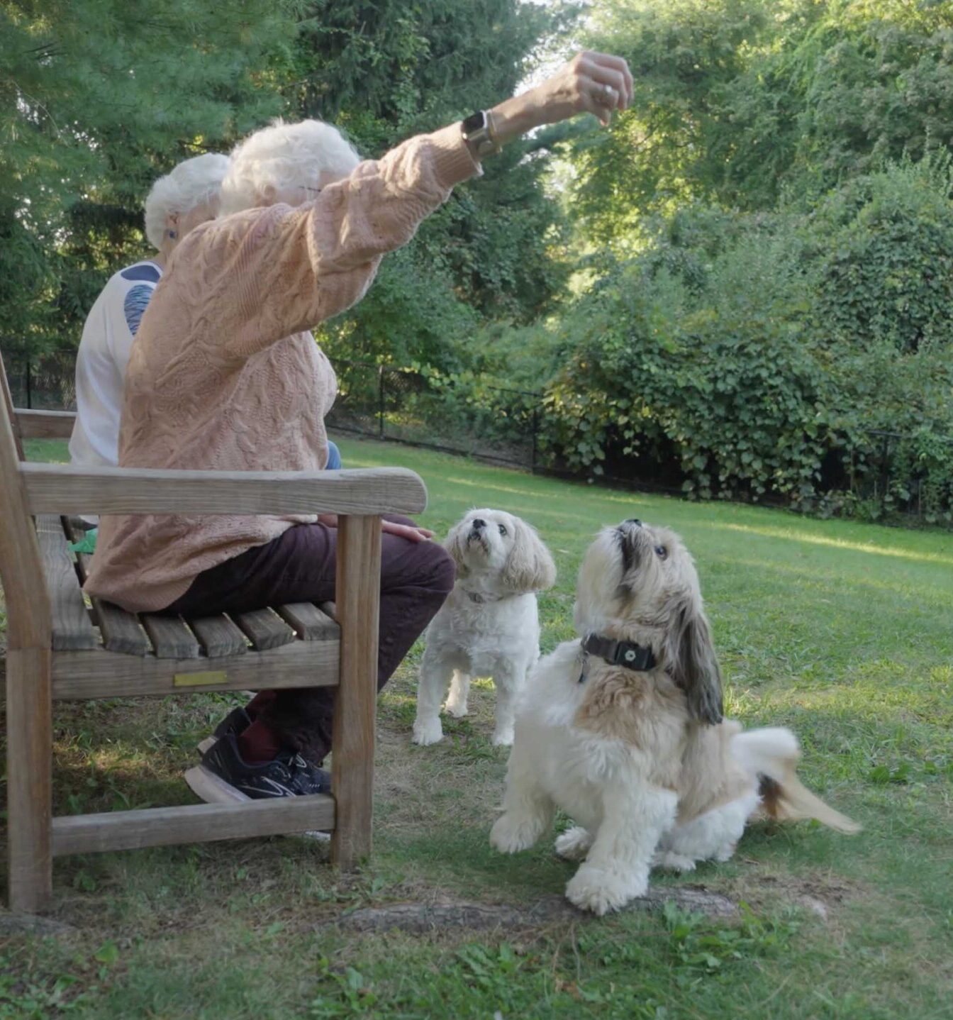 Meadow Ridge dog park